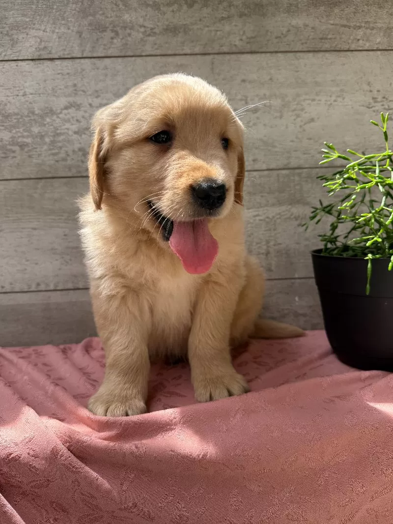Sawyer