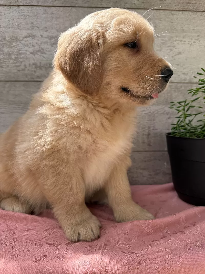 Sawyer