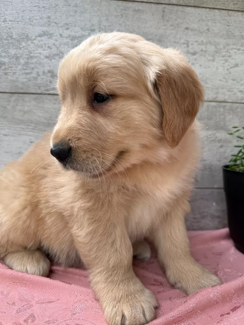 Sawyer