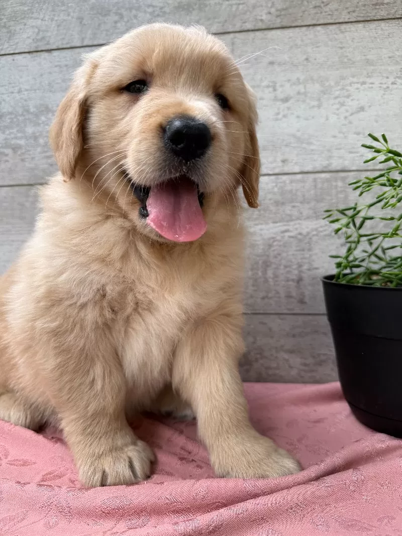 Sawyer