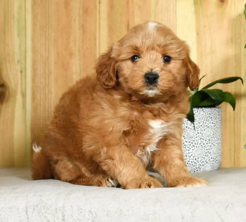 Gus