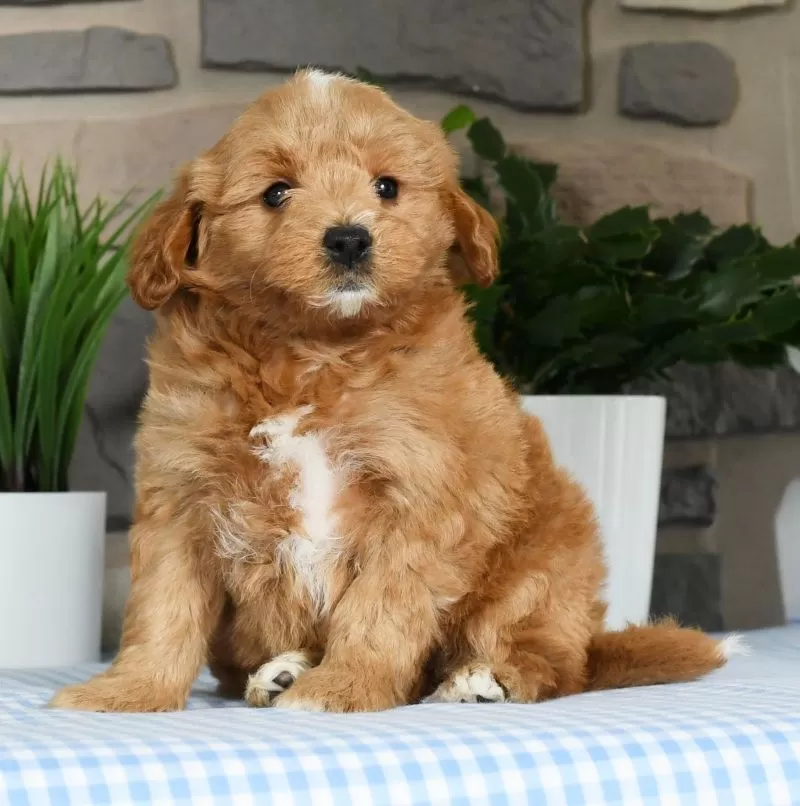 Gus