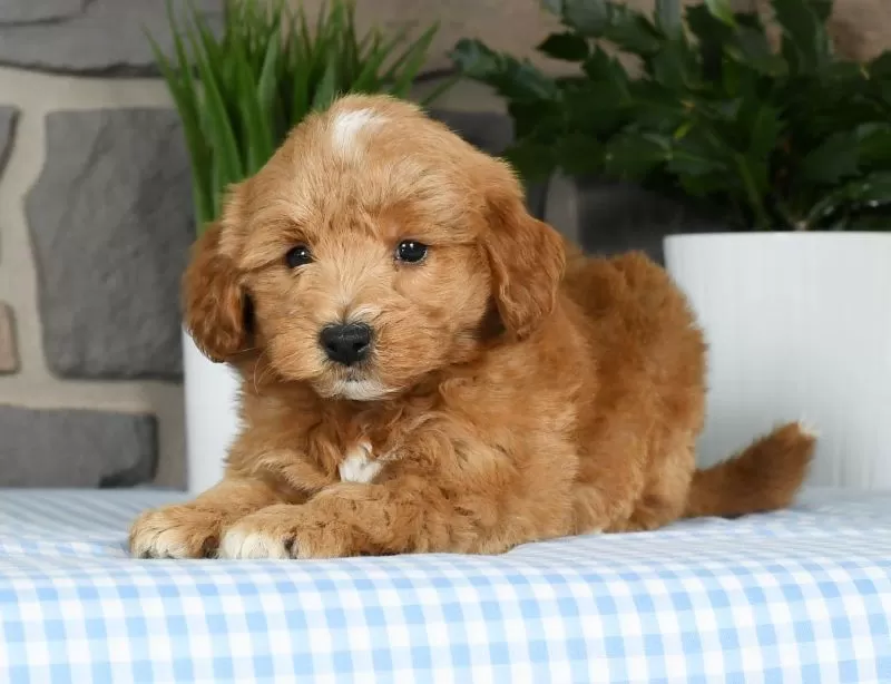 Gus
