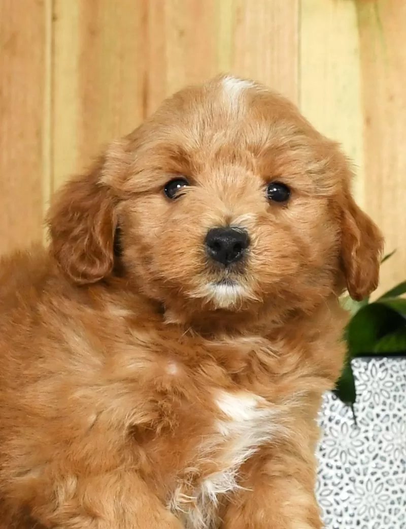 Gus