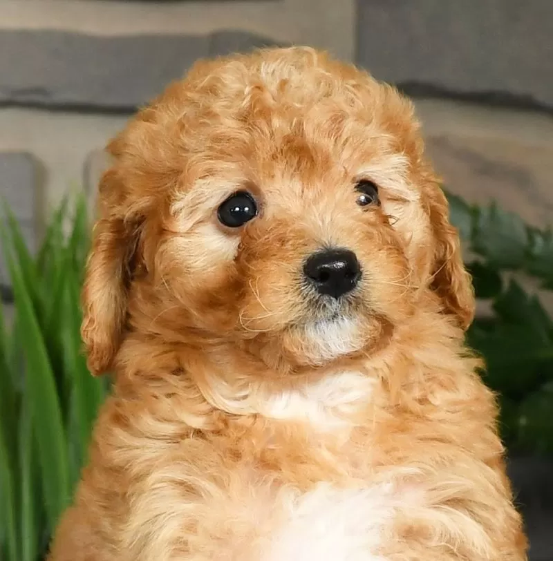 Gabby