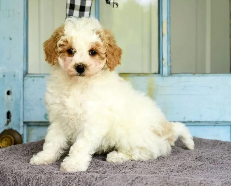 Daisy