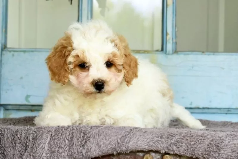 Daisy