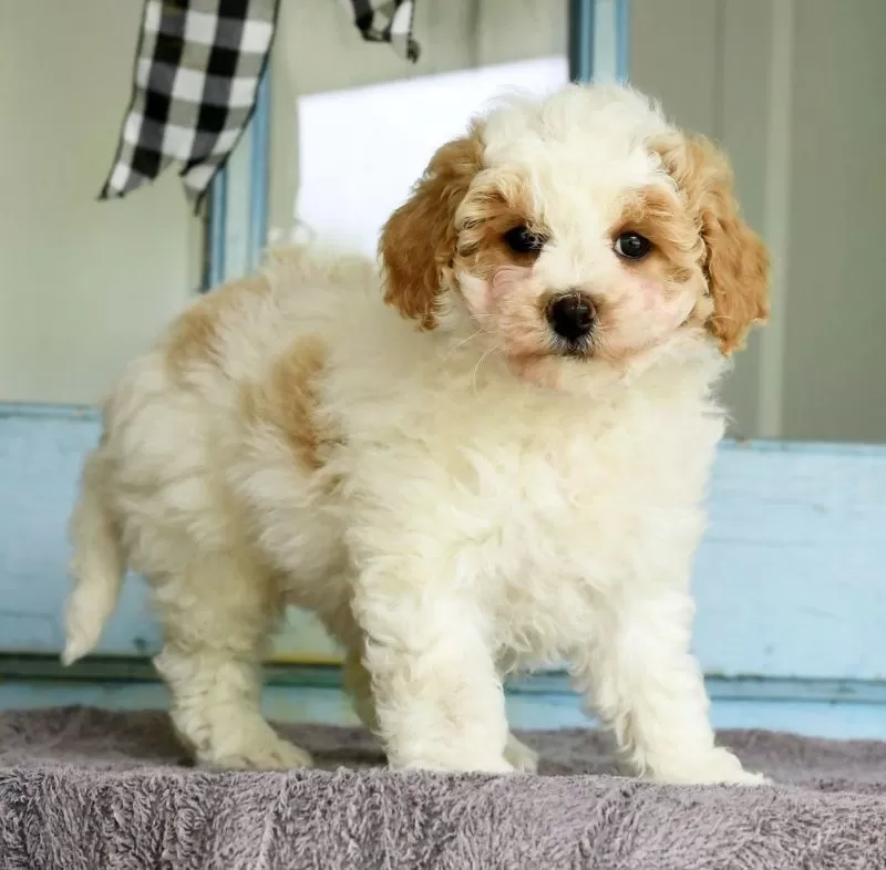 Daisy