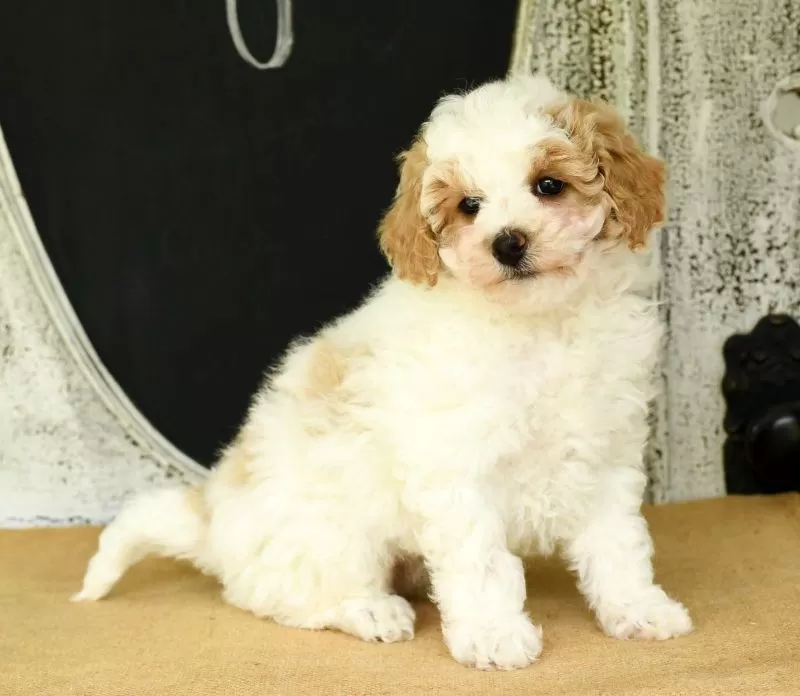 Daisy