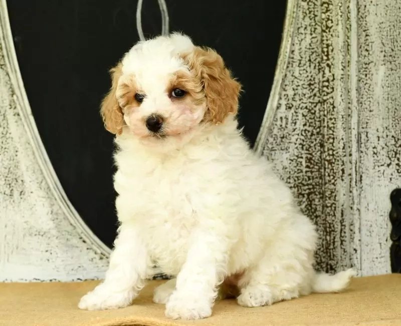 Daisy