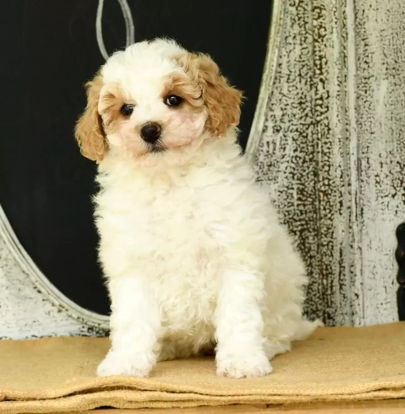 Daisy