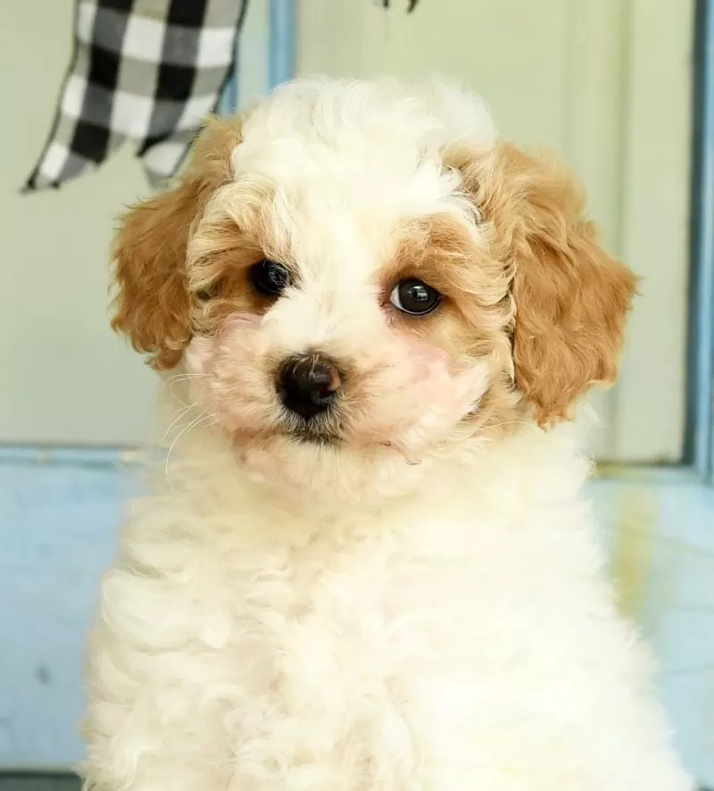 Daisy
