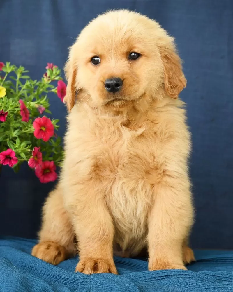 Oliver