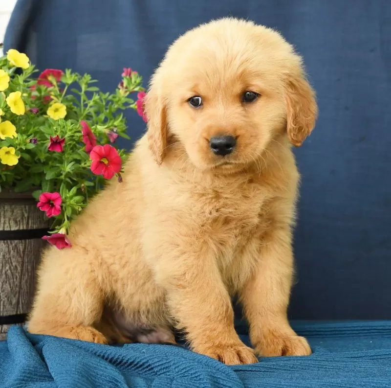 Oliver