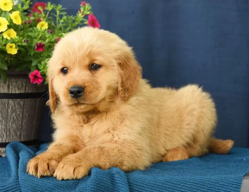 Oliver