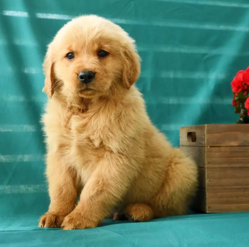 Oliver
