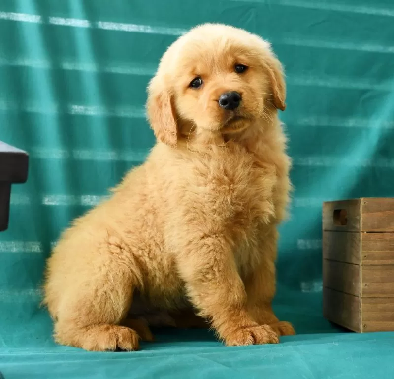 Oliver