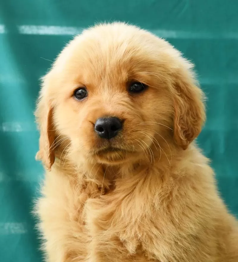 Oliver