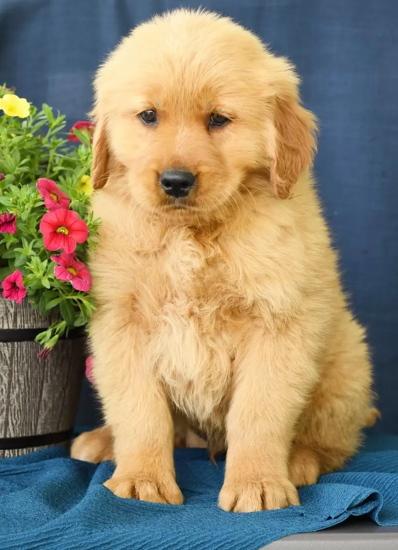 Otis