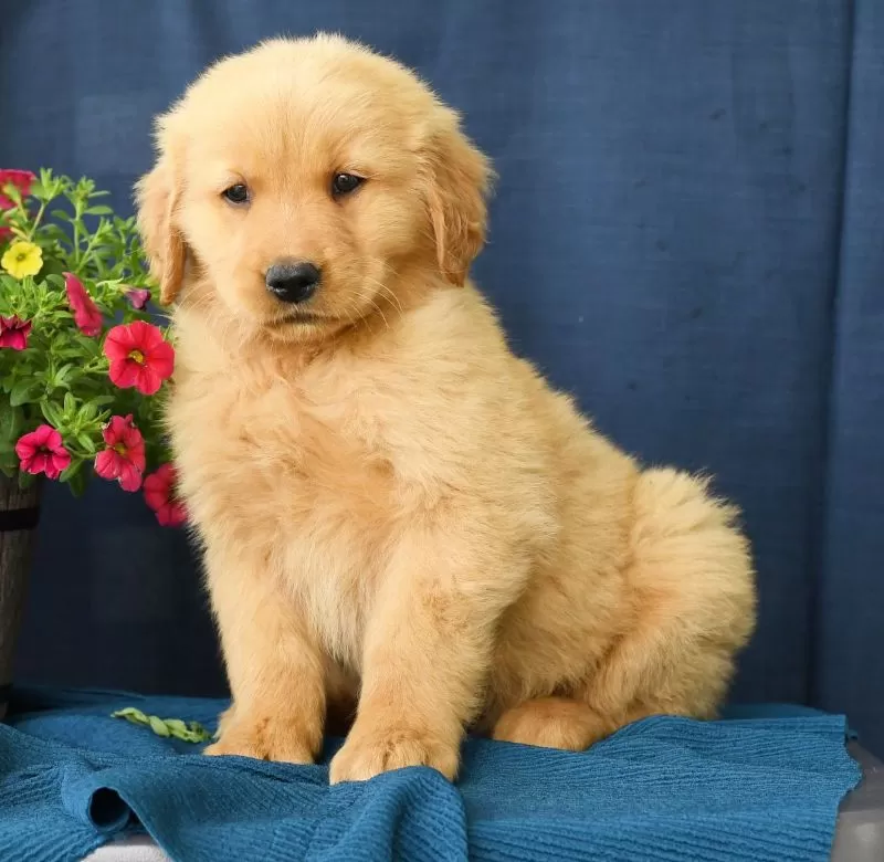 Oscar