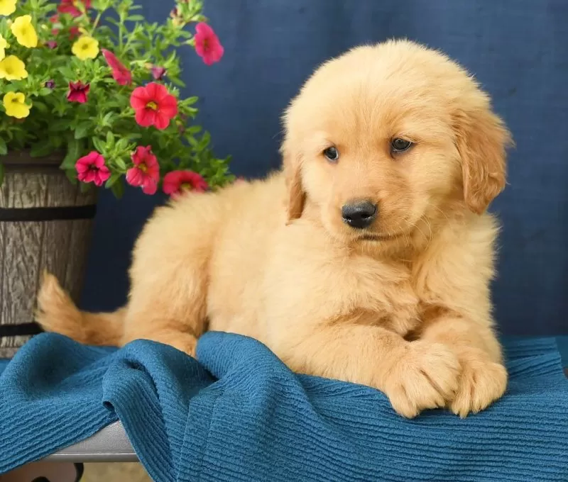 Oscar