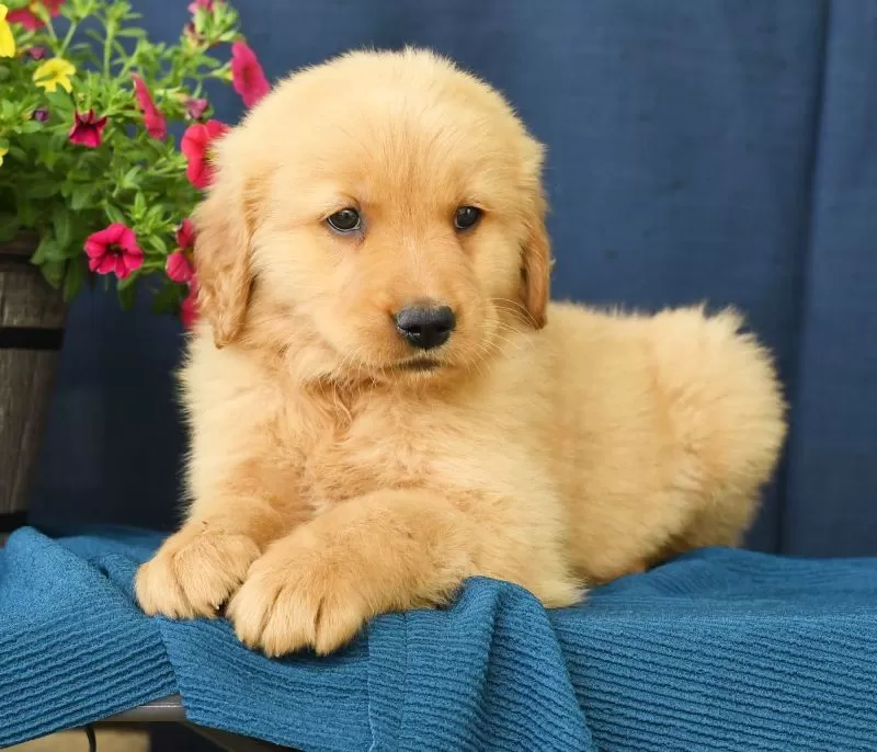 Oscar