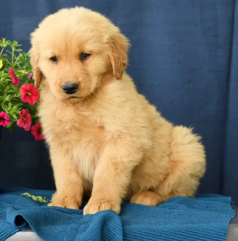 Oscar