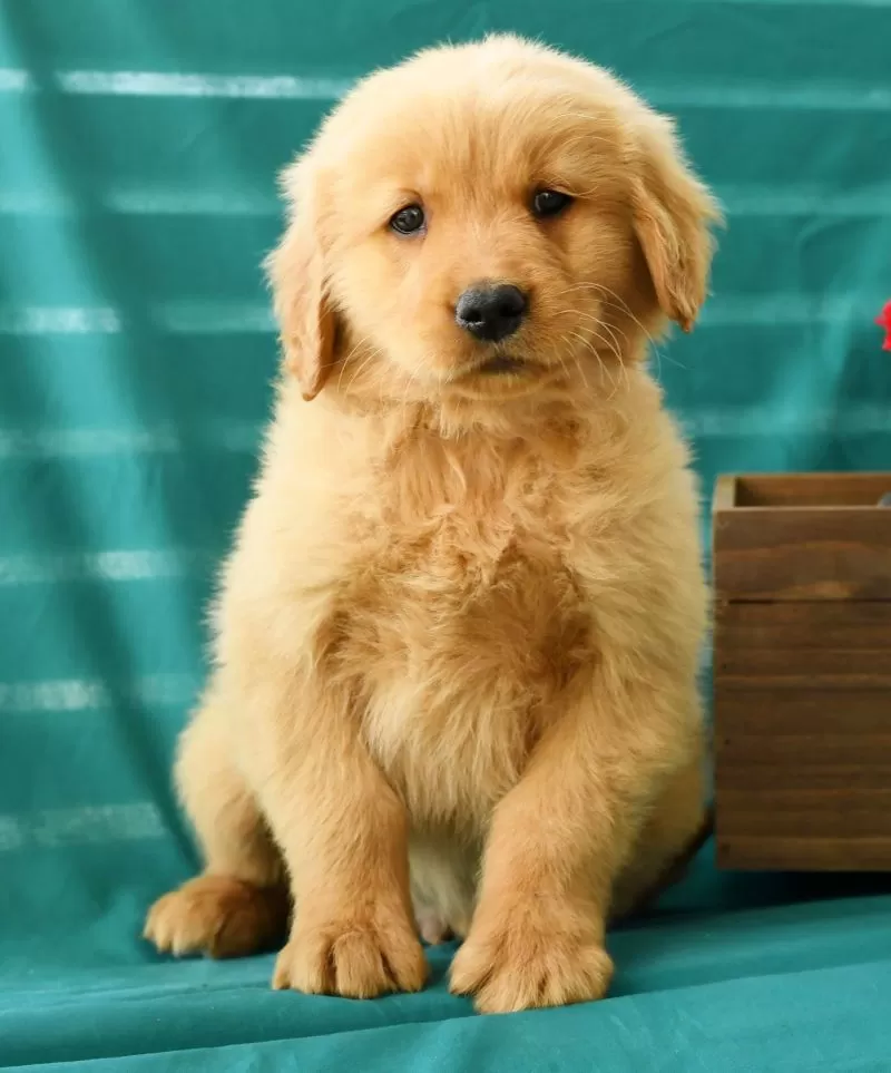 Oscar