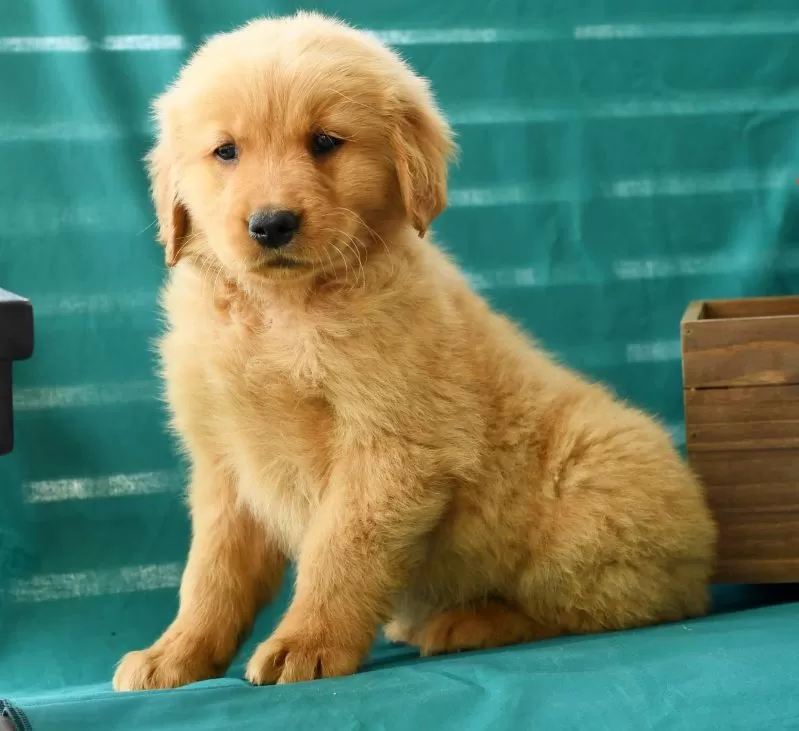 Oscar