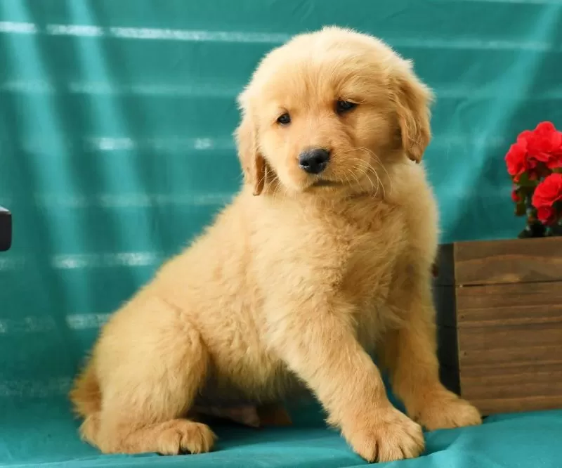 Oscar