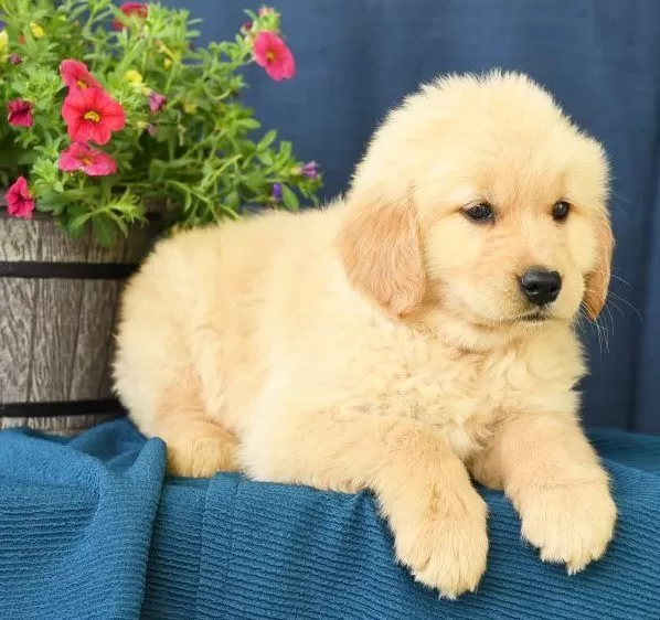 Ollie
