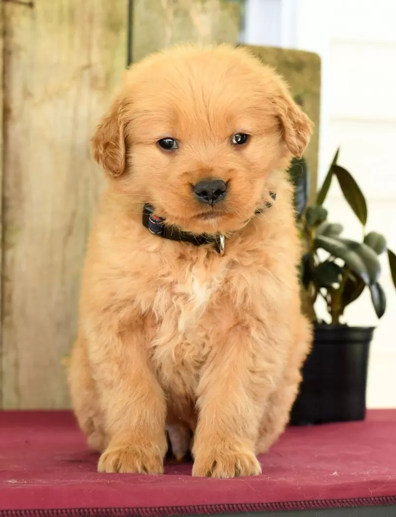 Hudson
