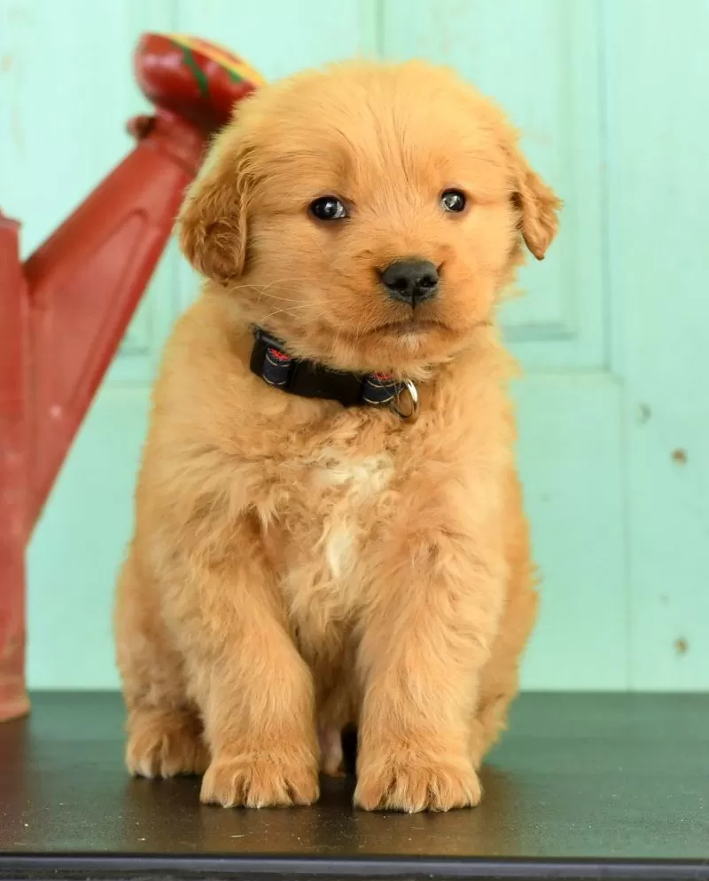 Hudson