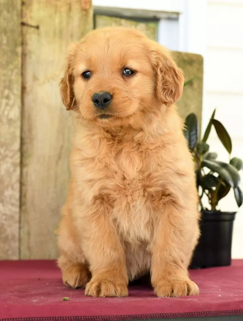 Heidi