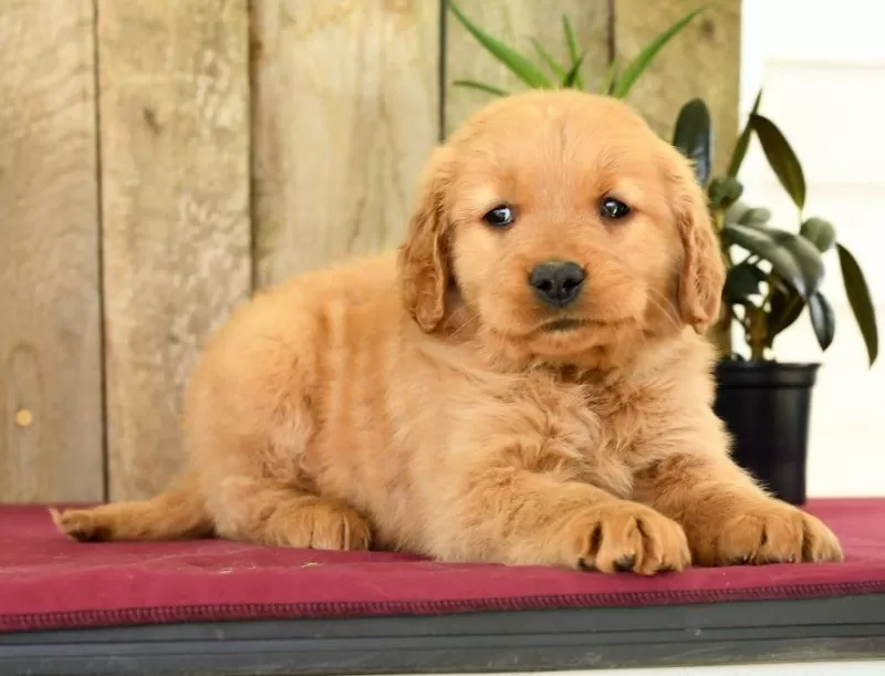 Heidi