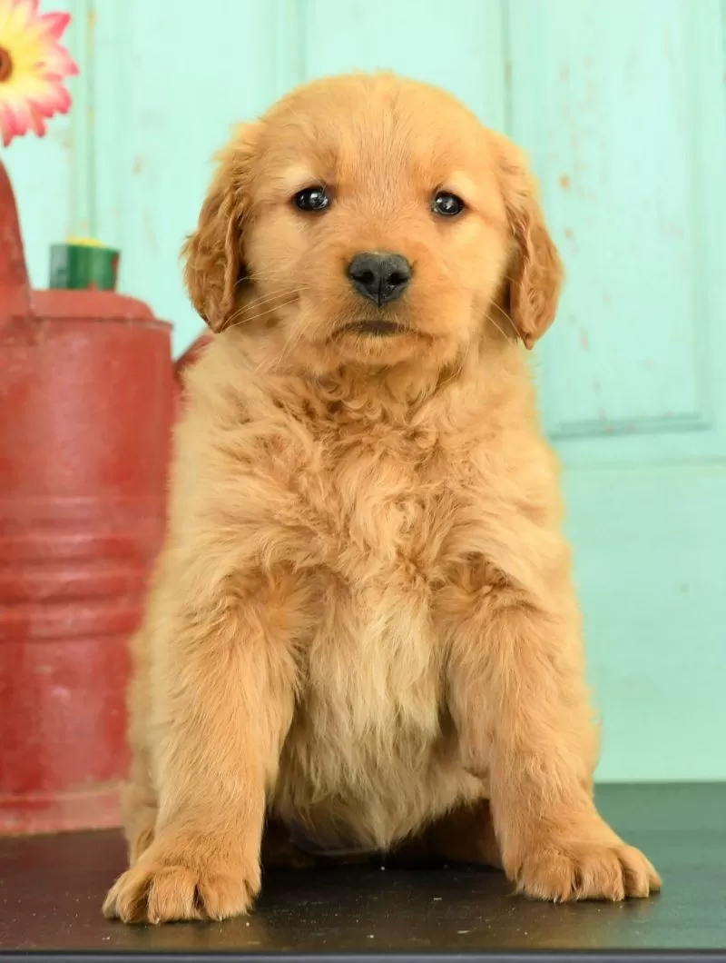 Heidi