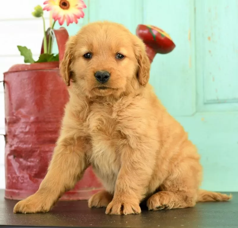 Heidi
