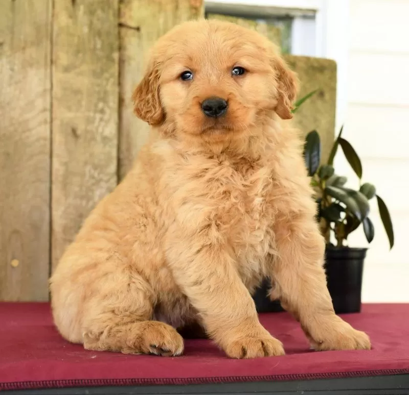 Hazel