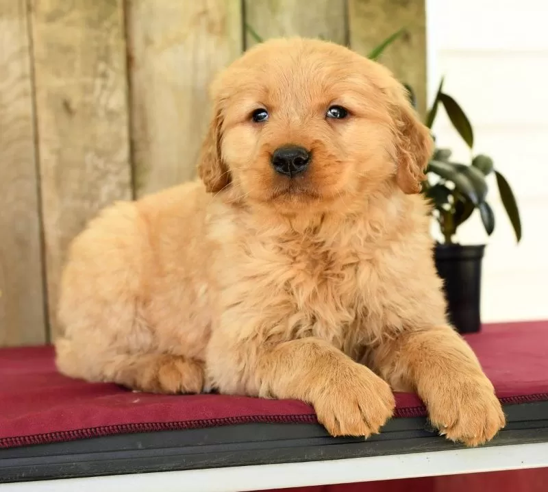 Hazel