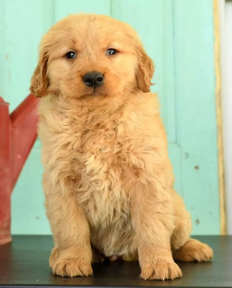 Hazel