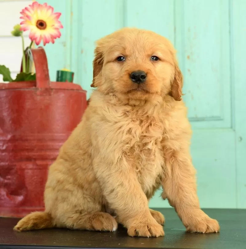 Hazel