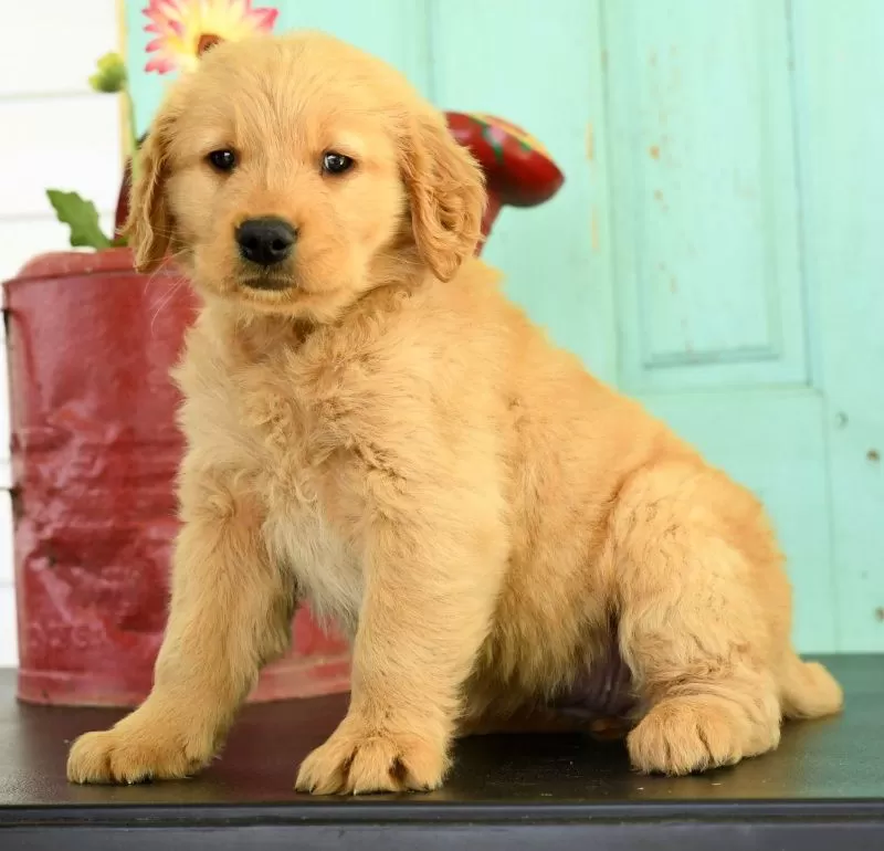 Holly