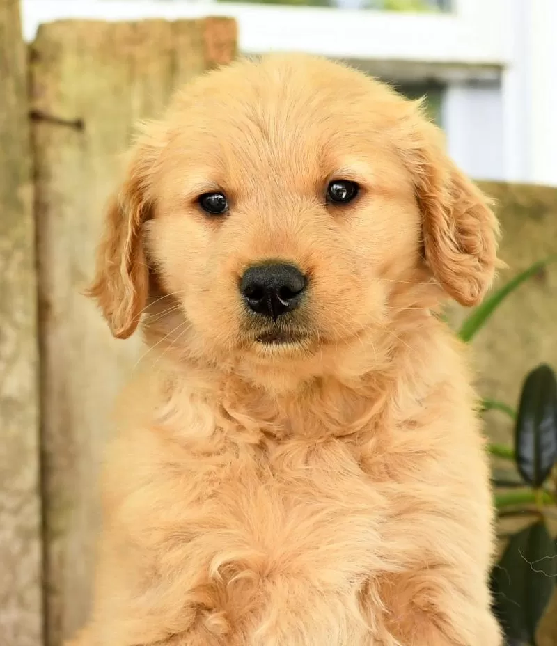 Holly