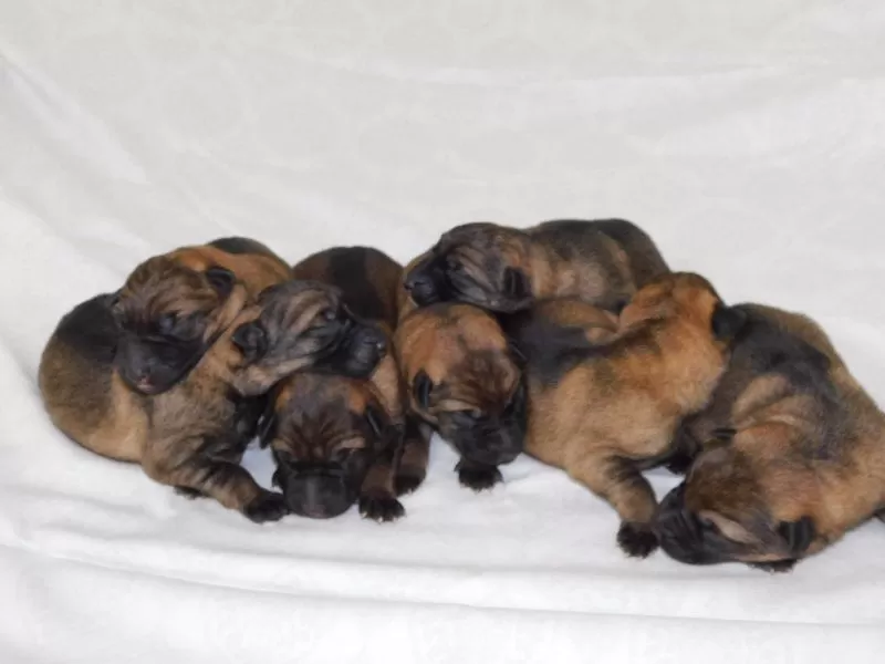 German Shepherd coming soon