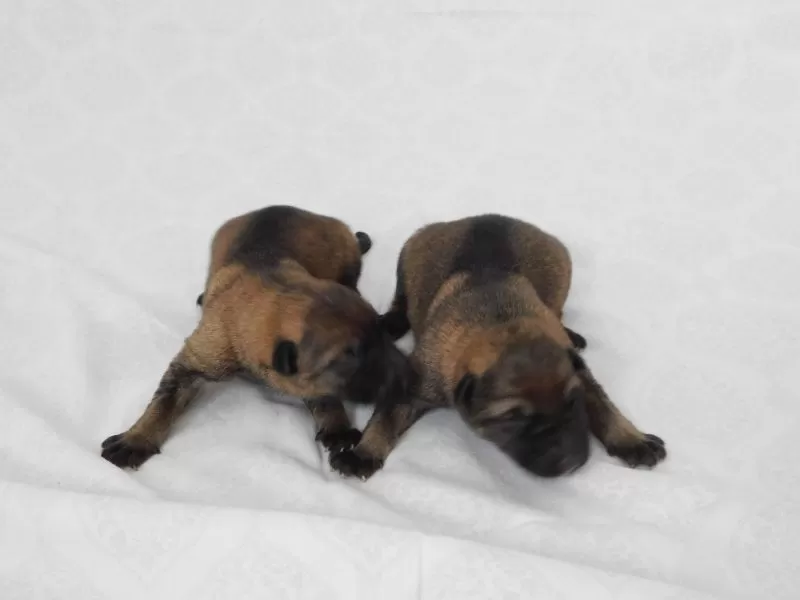 German Shepherd coming soon