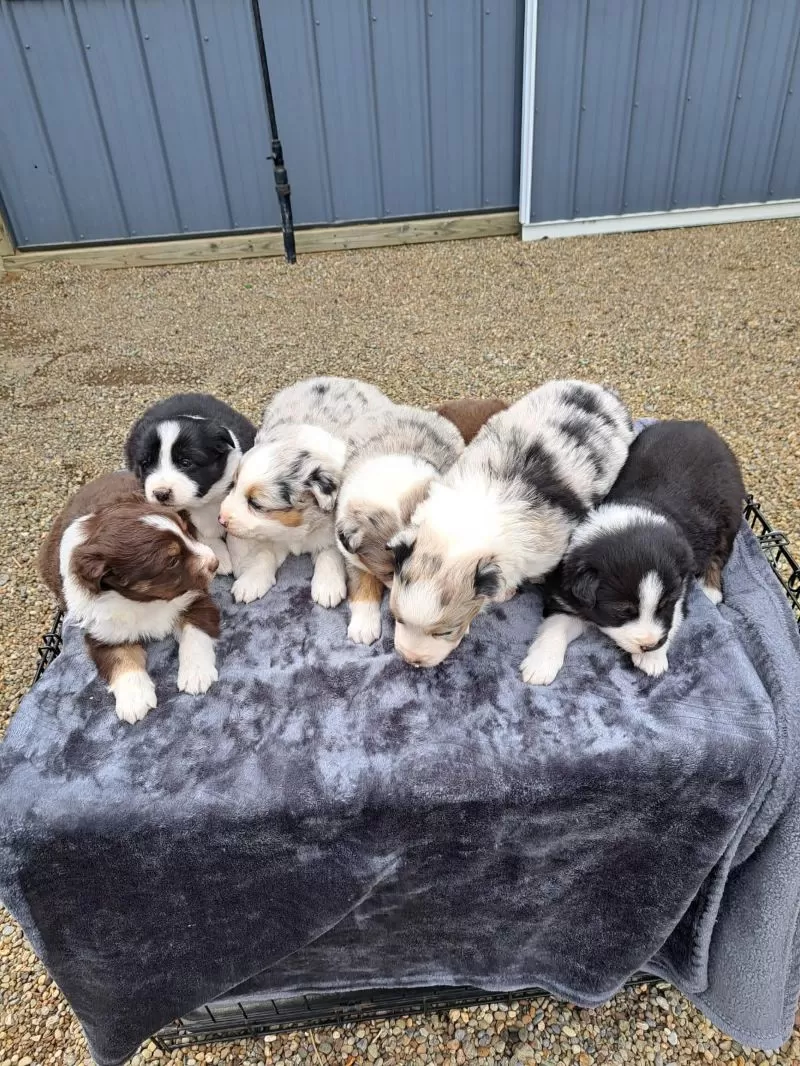 Aussies coming soon