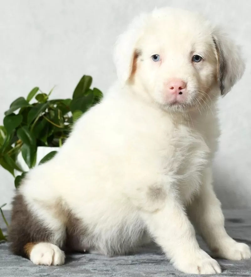 Sawyer