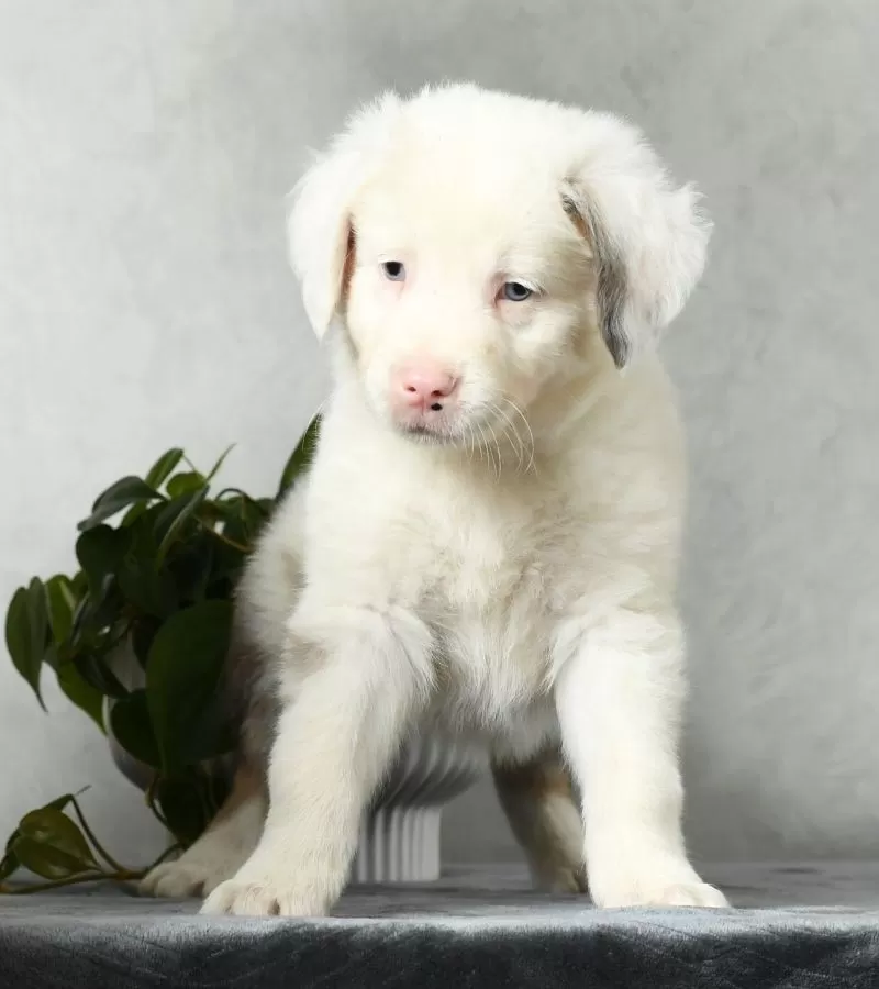 Sawyer