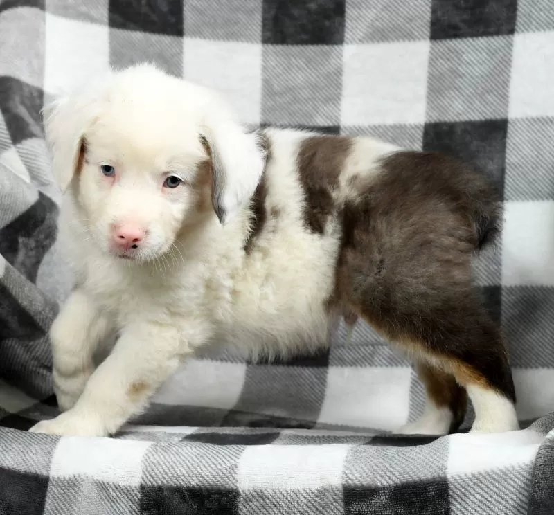 Sawyer