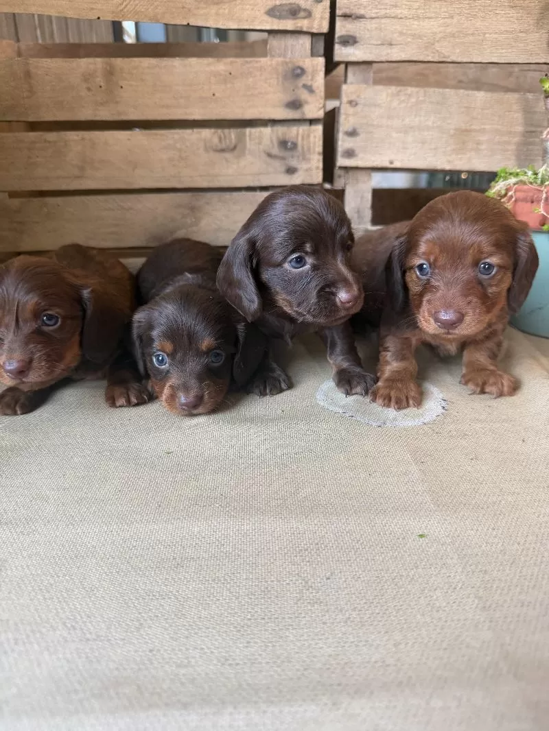 Mini Dachshund coming soon